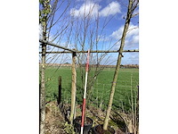 Gewone sering - meerstammige boom - afbeelding 2 van  2