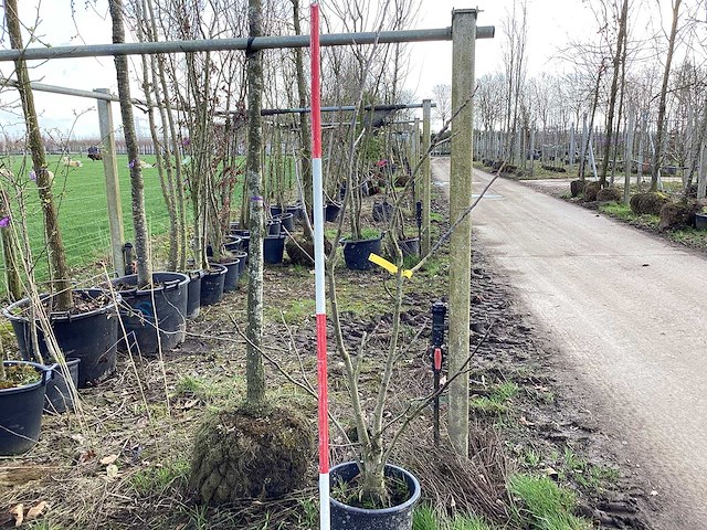 Gewone walnoot - meerstammige boom - afbeelding 1 van  2