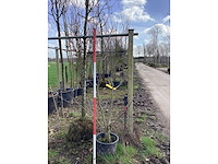 Gewone walnoot - meerstammige boom - afbeelding 2 van  2