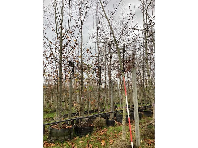 Gewone walnoot - vrucht- / fruitboom (2x) - afbeelding 2 van  3