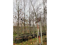 Gewone walnoot - vrucht- / fruitboom (2x) - afbeelding 2 van  3