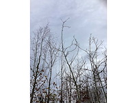 Gewone walnoot - vrucht- / fruitboom (2x) - afbeelding 3 van  3