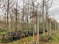 Gewone walnoot - vrucht- / fruitboom - afbeelding 1 van  3