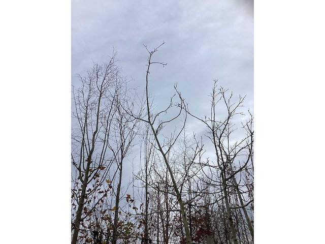 Gewone walnoot - vrucht- / fruitboom - afbeelding 3 van  3