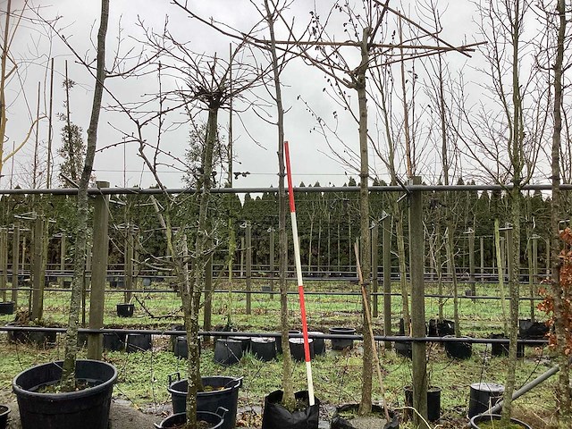 Gewone walnoot - vrucht- / fruitboom - afbeelding 1 van  3