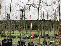 Gewone walnoot - vrucht- / fruitboom - afbeelding 1 van  3