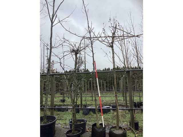 Gewone walnoot - vrucht- / fruitboom - afbeelding 2 van  3