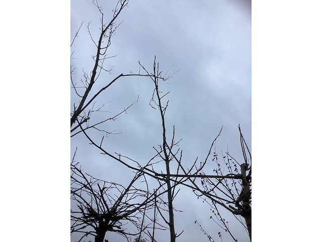 Gewone walnoot - vrucht- / fruitboom - afbeelding 3 van  3