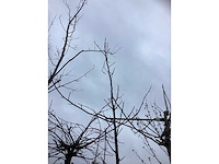 Gewone walnoot - vrucht- / fruitboom - afbeelding 3 van  3