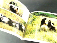 Giant panda - afbeelding 4 van  5