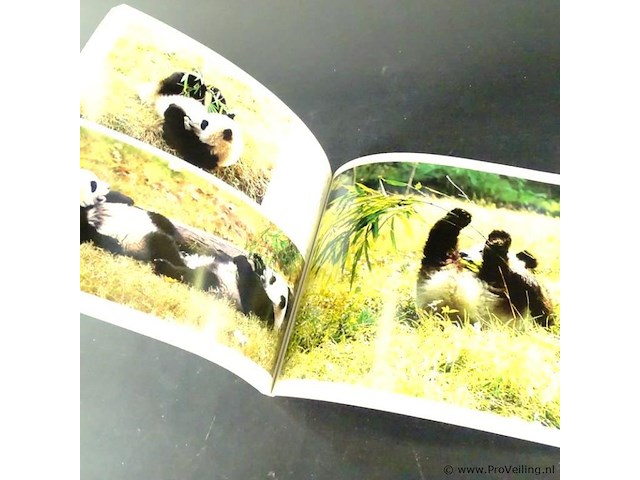 Giant panda - afbeelding 4 van  5
