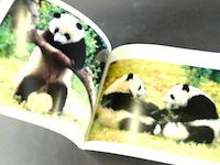 Giant panda - afbeelding 5 van  5