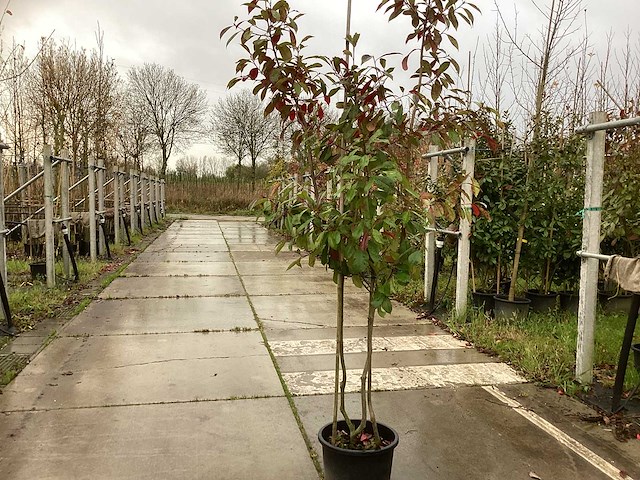 Glansmispel - groenblijvende boom (3x) - afbeelding 1 van  3