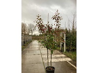 Glansmispel - groenblijvende boom (3x) - afbeelding 2 van  3