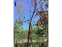 Glansmispel - groenblijvende boom - afbeelding 2 van  3