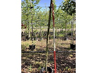 Glansmispel - groenblijvende boom - afbeelding 3 van  3