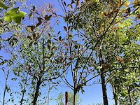 Glansmispel - groenblijvende boom - afbeelding 1 van  3