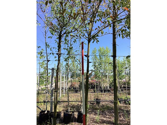 Glansmispel - groenblijvende boom - afbeelding 2 van  3