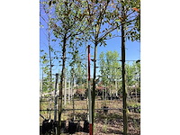 Glansmispel - groenblijvende boom - afbeelding 2 van  3