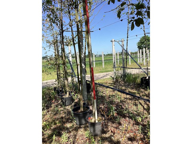 Glansmispel - groenblijvende boom - afbeelding 3 van  3