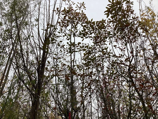 Glansmispel - groenblijvende boom - afbeelding 1 van  1