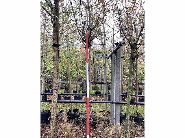 Glansmispel - groenblijvende boom - afbeelding 1 van  1