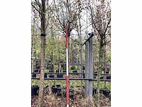Glansmispel - groenblijvende boom