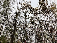 Glansmispel - groenblijvende boom