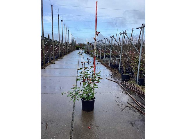 Glansmispel - meerstammige bomen (10x) - afbeelding 3 van  3