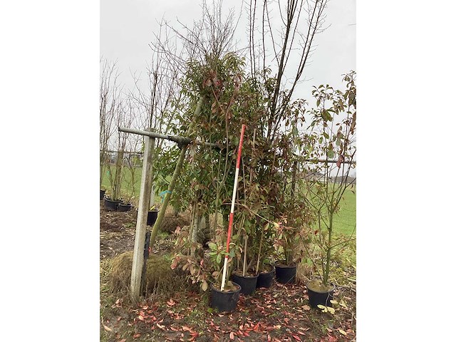 Glansmispel - meerstammige bomen (2x) - afbeelding 2 van  2