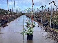 Glansmispel - meerstammige boom (10x) - afbeelding 1 van  3