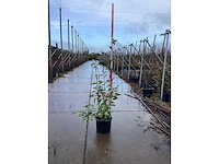 Glansmispel - meerstammige boom (10x) - afbeelding 3 van  3