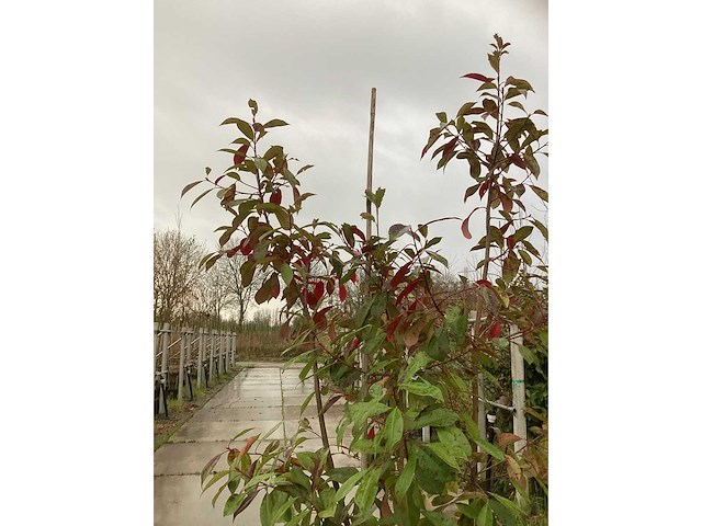 Glansmispel - meerstammige boom (2x) - afbeelding 3 van  3