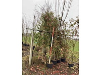 Glansmispel - meerstammige boom (2x) - afbeelding 2 van  2