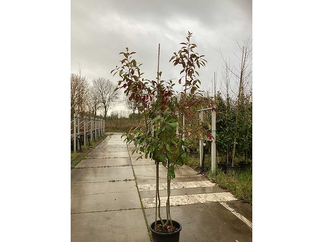 Glansmispel - meerstammige boom (5x) - afbeelding 2 van  3