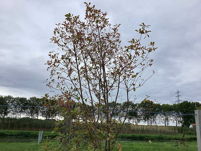 Glansmispel - meerstammige boom - afbeelding 1 van  2