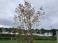 Glansmispel - meerstammige boom