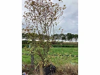 Glansmispel - meerstammige boom - afbeelding 2 van  2
