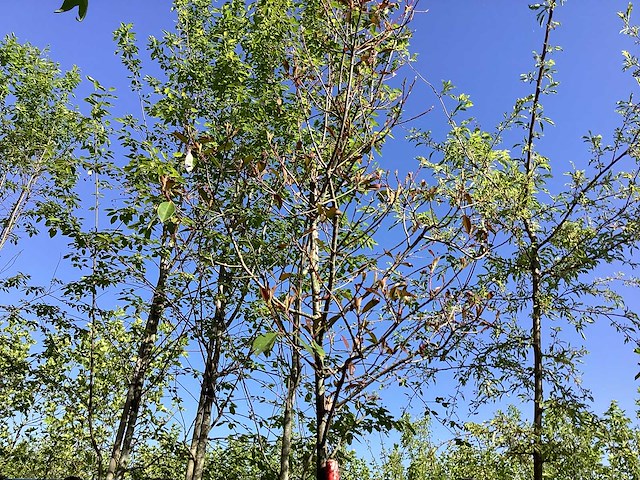 Glansmispel - ornamental trees - afbeelding 1 van  2