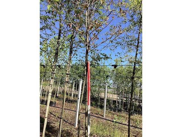 Glansmispel - ornamental trees - afbeelding 2 van  2