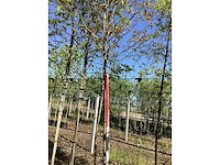 Glansmispel - ornamental trees - afbeelding 2 van  2