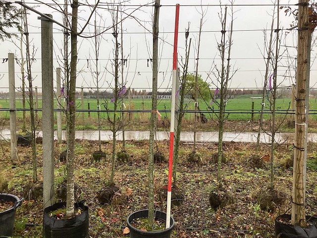 Glansmispel - vormboom - afbeelding 1 van  3