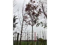 Glansmispel - vormboom - afbeelding 2 van  3