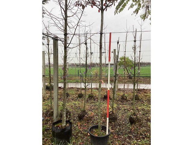 Glansmispel - vormboom - afbeelding 3 van  3