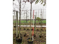 Glansmispel - vormboom - afbeelding 3 van  3