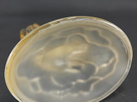 Glazen eekhoorn - afbeelding 5 van  5