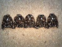 Goose-craft wintermantel (5x) - afbeelding 1 van  14