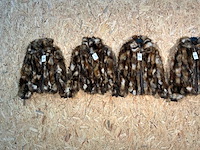 Goose-craft wintermantel (5x) - afbeelding 3 van  14