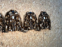 Goose-craft wintermantel (5x) - afbeelding 11 van  14