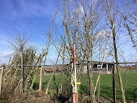 Gouden regen - sierboom - afbeelding 1 van  2